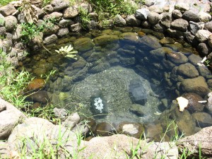 fresh water bubbles up through the water table in a natural spring